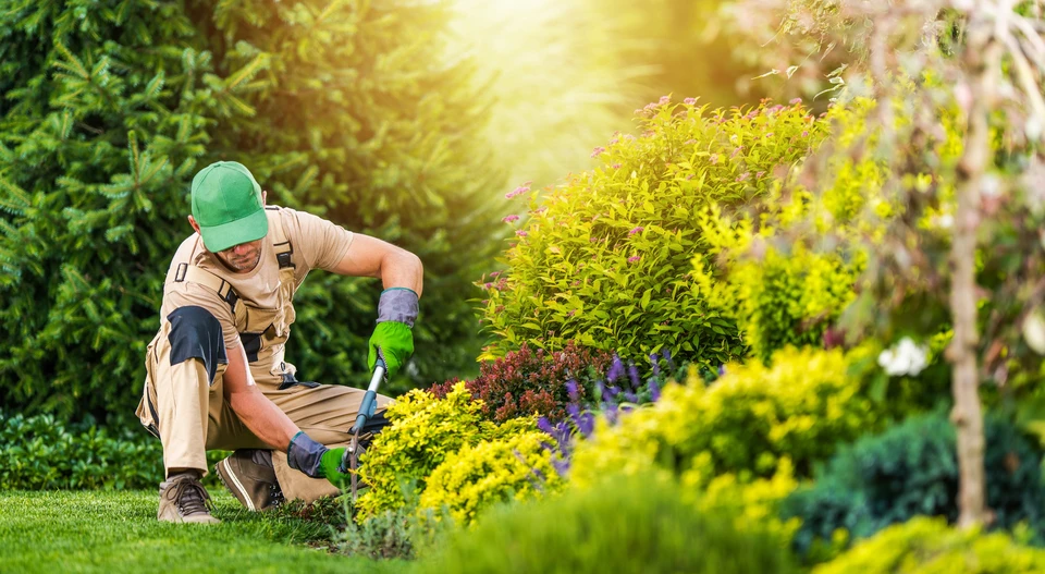 Scène d'intérieur de jardinage avec plants en cours de croissance