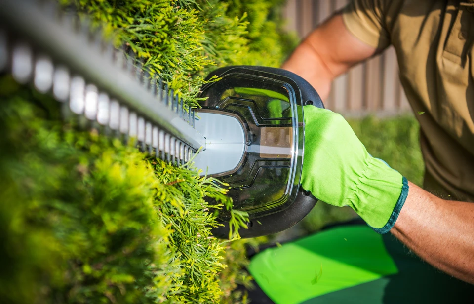 Femme d'âge mûr arrosant des plants de tomates dans un potager extérieur, portant tablier vert et bottes de jardinage